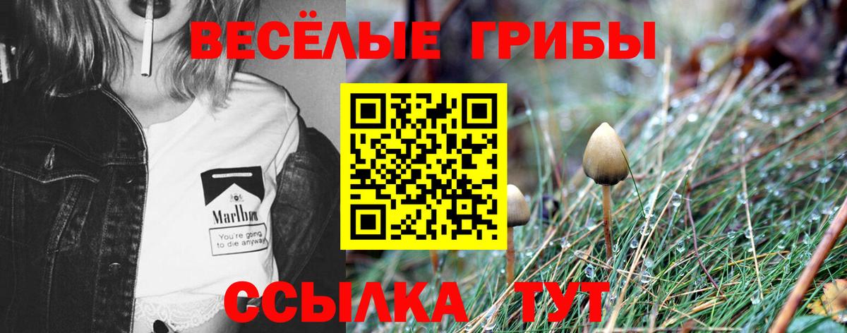 Карталы  Галлюциногенные грибы Psilocybine cubensis  Вход с VPN 